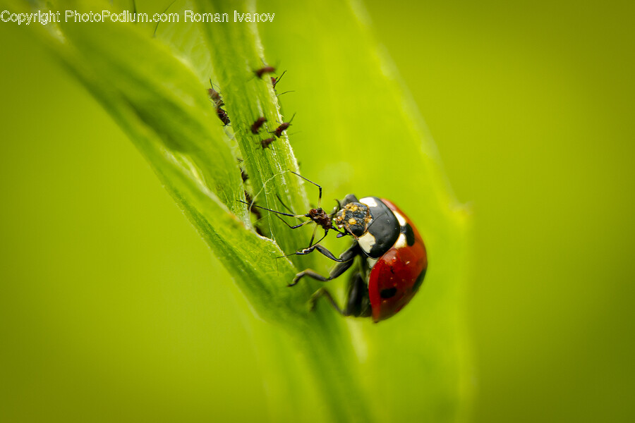 Invertebrate, Animal, Garden Spider, Insect, Spider