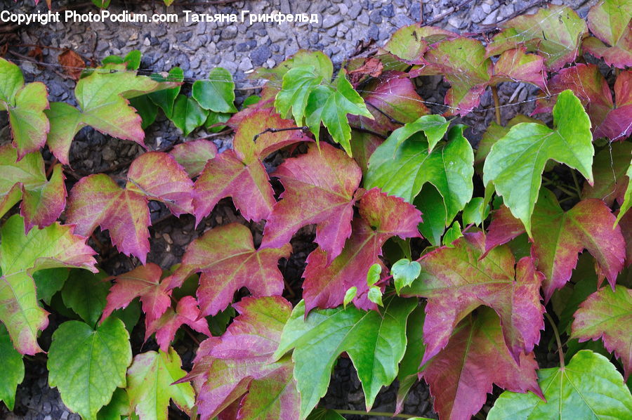 Ivy, Plant, Vine, Blossom, Flora, Flower, Maple