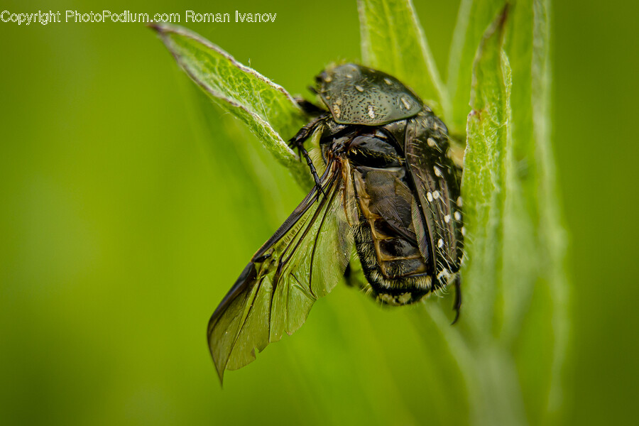 Insect, Animal, Invertebrate, Fly, Asilidae