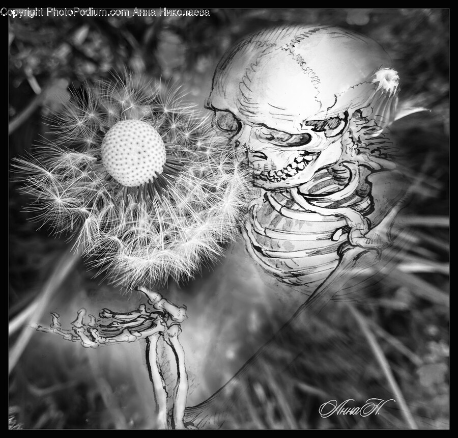 Plant, Flower, Blossom, Dandelion, Person