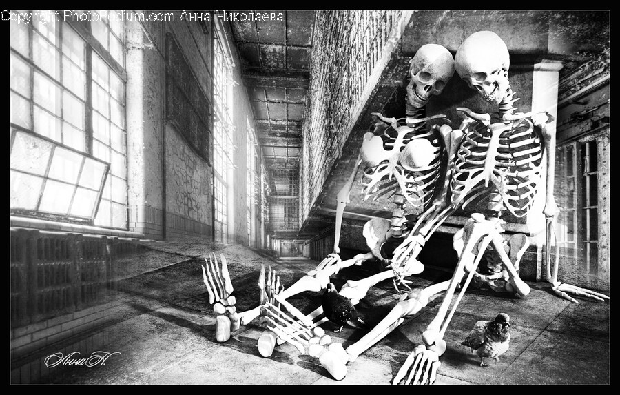Skeleton, Person, Human, Bird, Animal