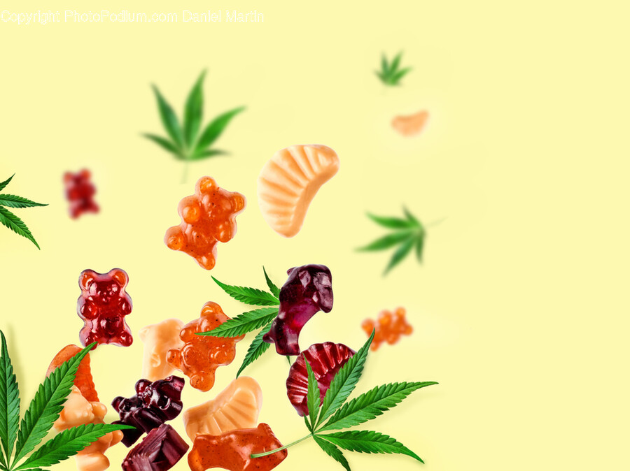 Plant, Leaf, Bird, Animal, Food