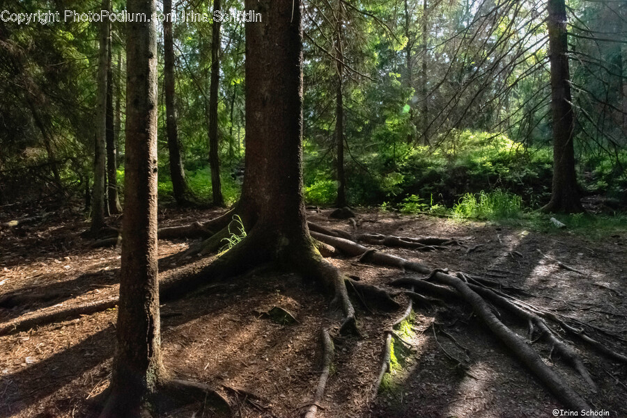 Root, Plant, Ground, Tree