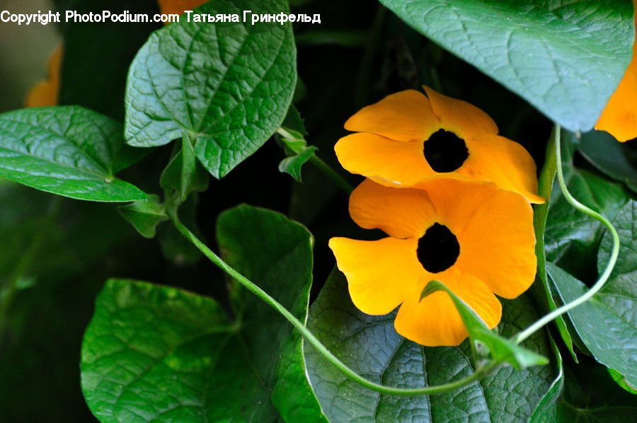 Blossom, Flora, Flower, Plant, Poppy, Petal, Herbal