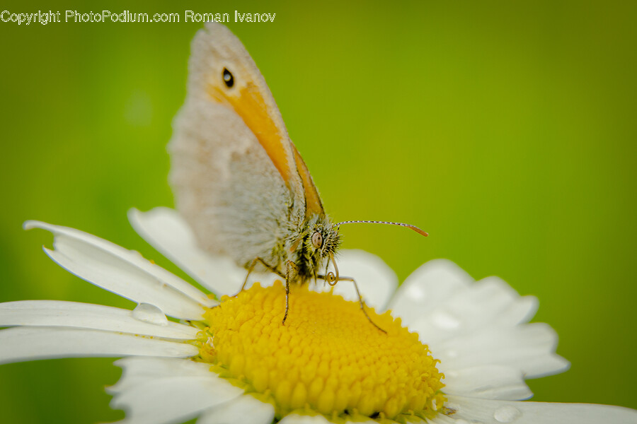 Pollen, Plant, Daisy, Daisies, Flower