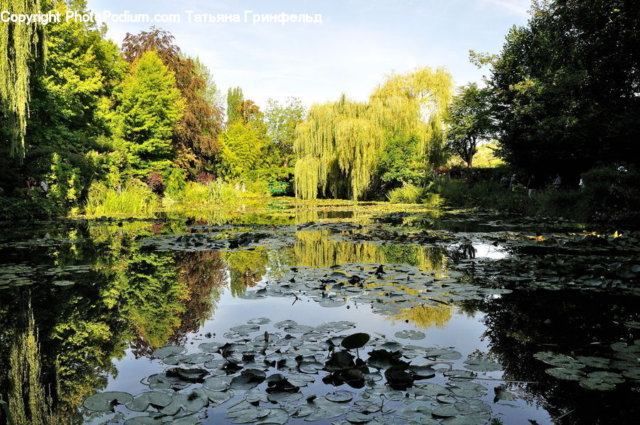 Outdoors, Pond, Water, Blossom, Flora, Flower, Plant