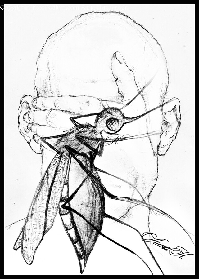 Drawing, Art, Sketch, Bird, Animal