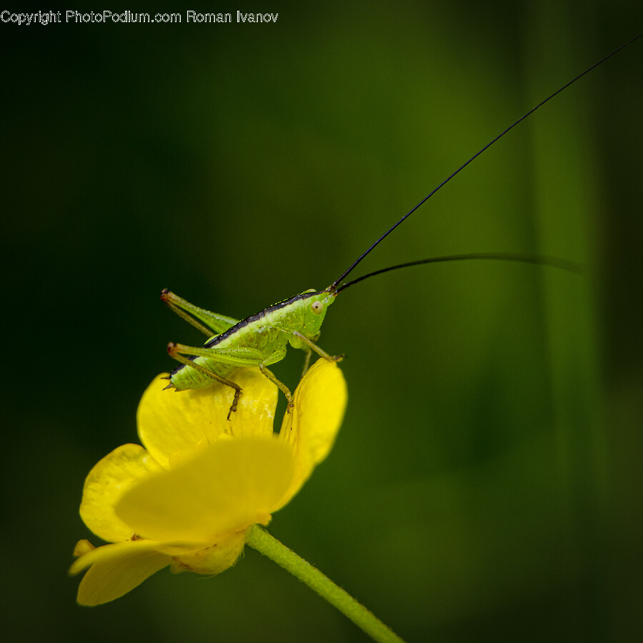 Cricket Insect, Insect, Invertebrate, Animal, Grasshopper
