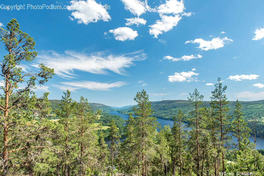 Tree, Plant, Fir, Abies, Outdoors
