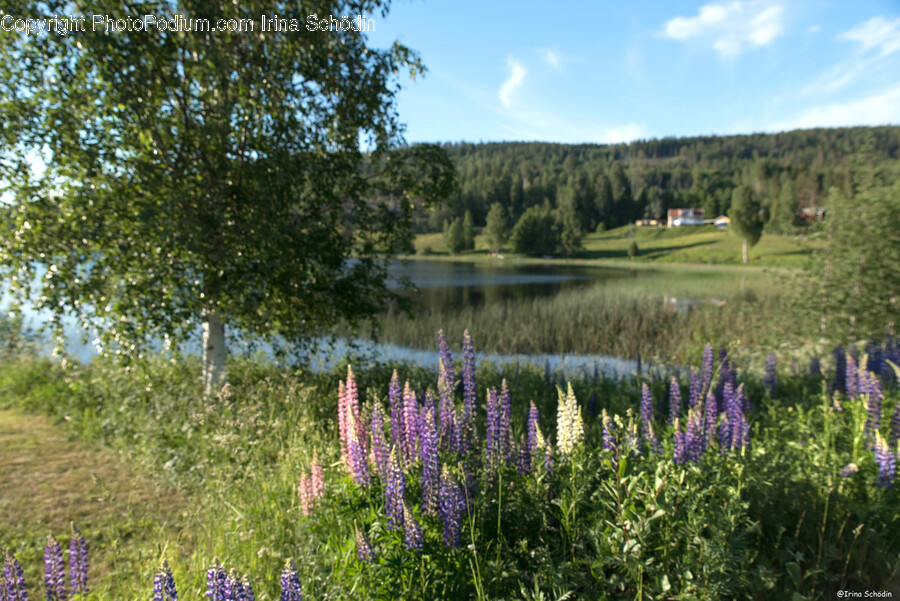 Plant, Lupin, Flower, Blossom, Tree