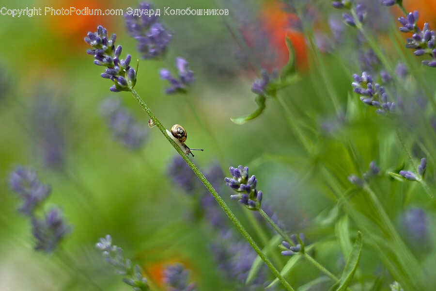 Plant, Lupin, Flower, Blossom, Lavender