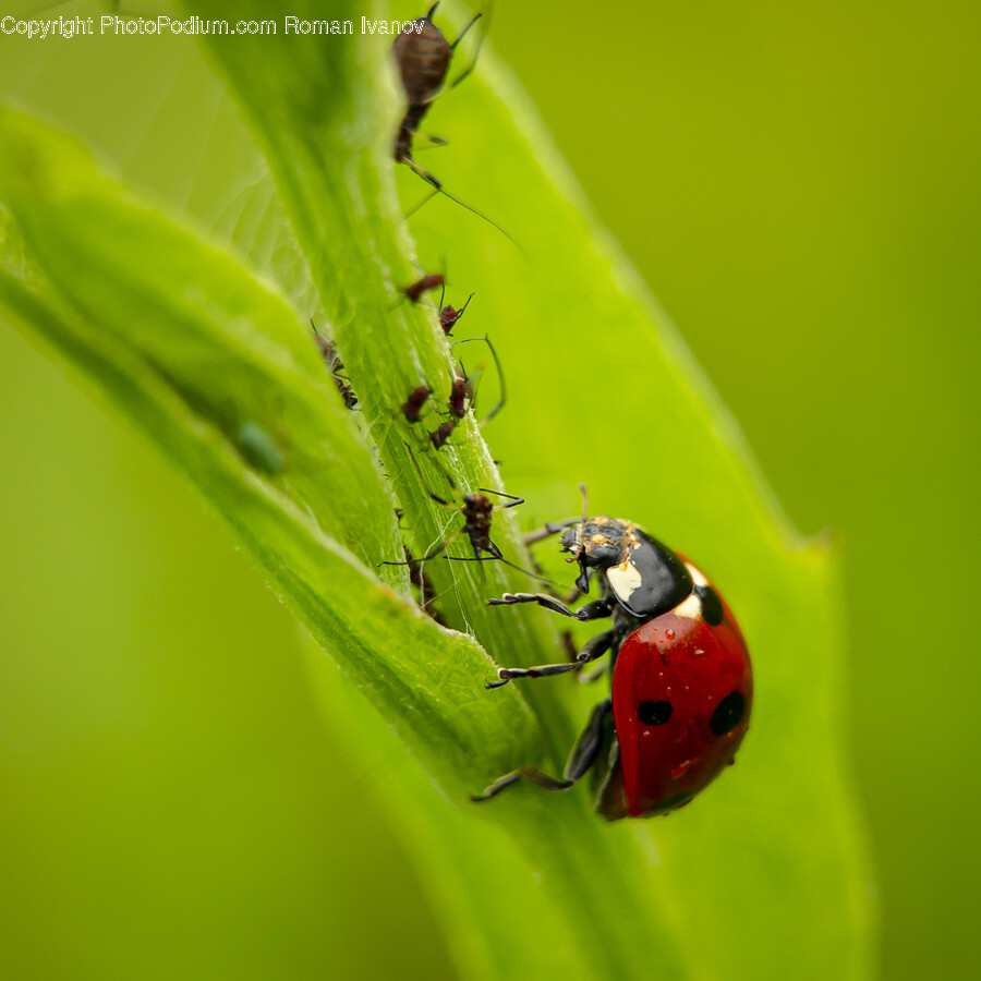 Animal, Invertebrate, Aphid, Insect, Honey Bee