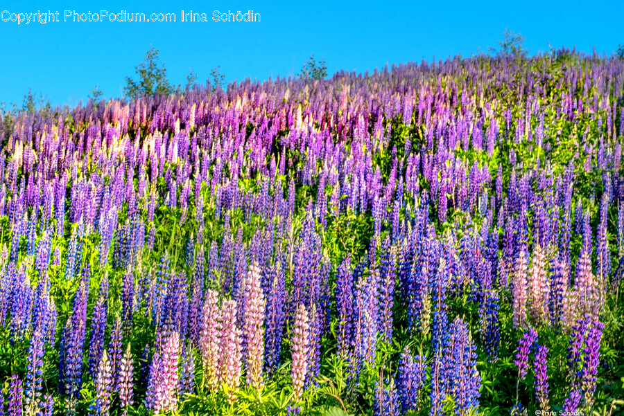 Plant, Lupin, Flower, Blossom, Lavender