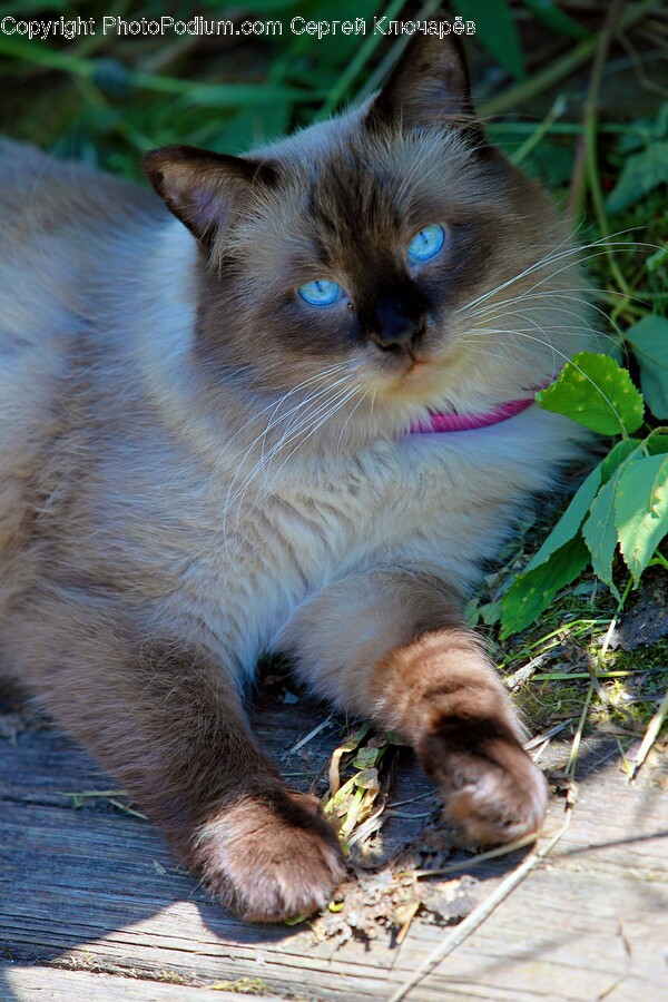 Cat, Pet, Mammal, Animal, Siamese