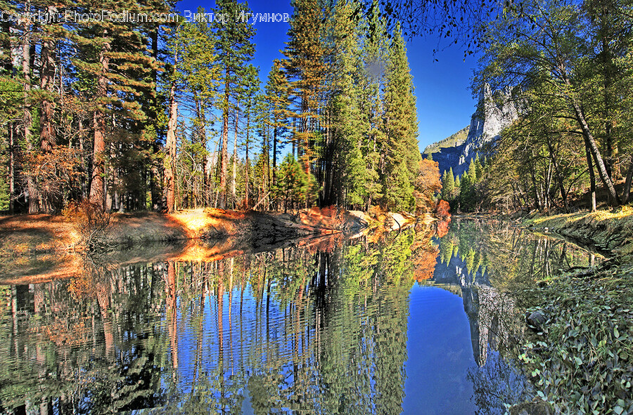 Tree, Plant, Fir, Abies, Water
