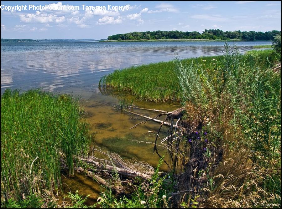 Land, Marsh, Outdoors, Swamp, Water, Plant, Potted Plant