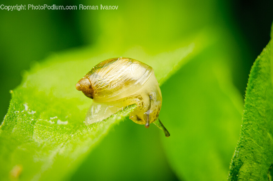 Insect, Invertebrate, Animal, Plant, Aphid