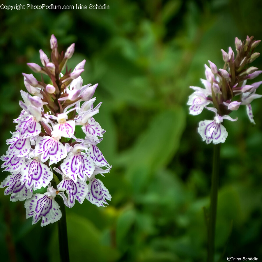 Plant, Flower, Blossom, Geranium, Iris