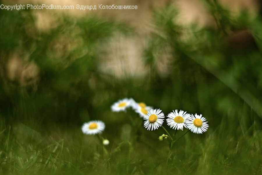 Plant, Daisy, Daisies, Flower, Blossom