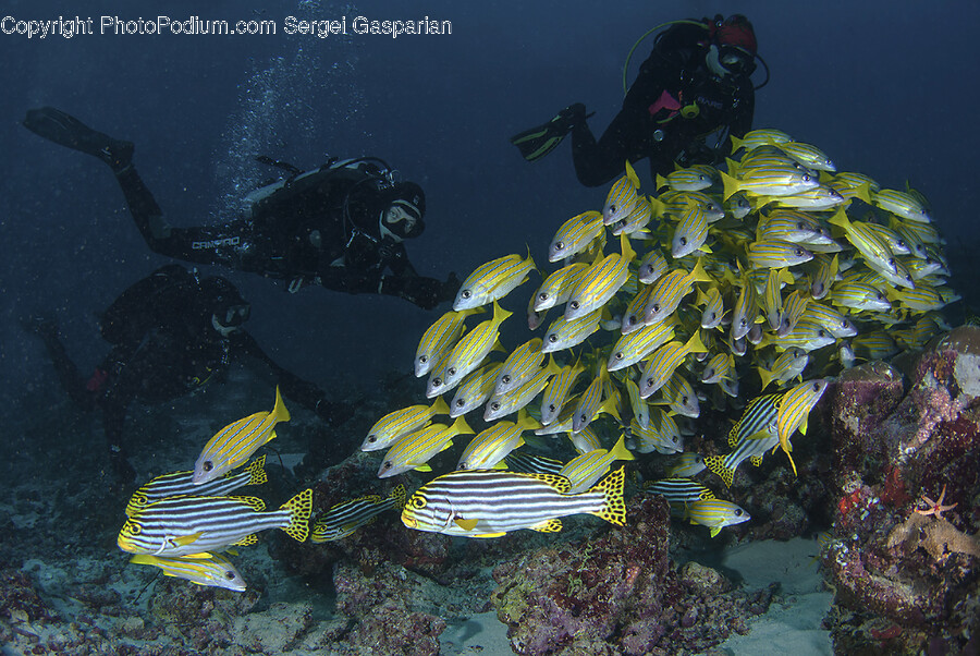 Water, Outdoors, Diving, Diver, Sport
