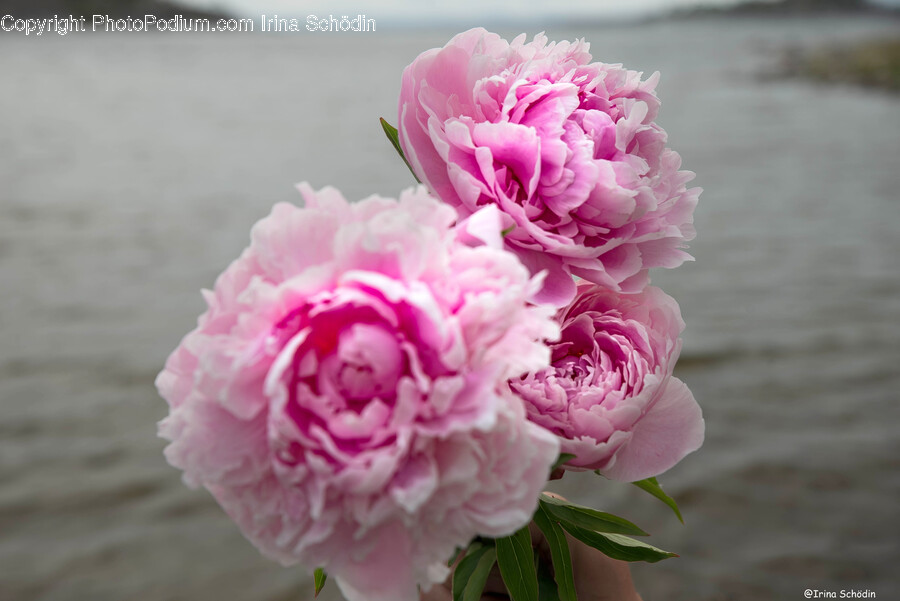 Plant, Peony, Flower, Blossom, Carnation
