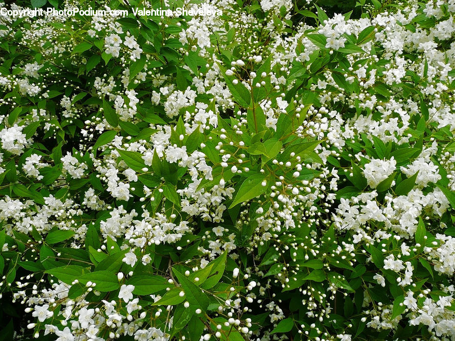 Blossom, Flora, Flower, Plant, Bush, Vegetation, Herbal