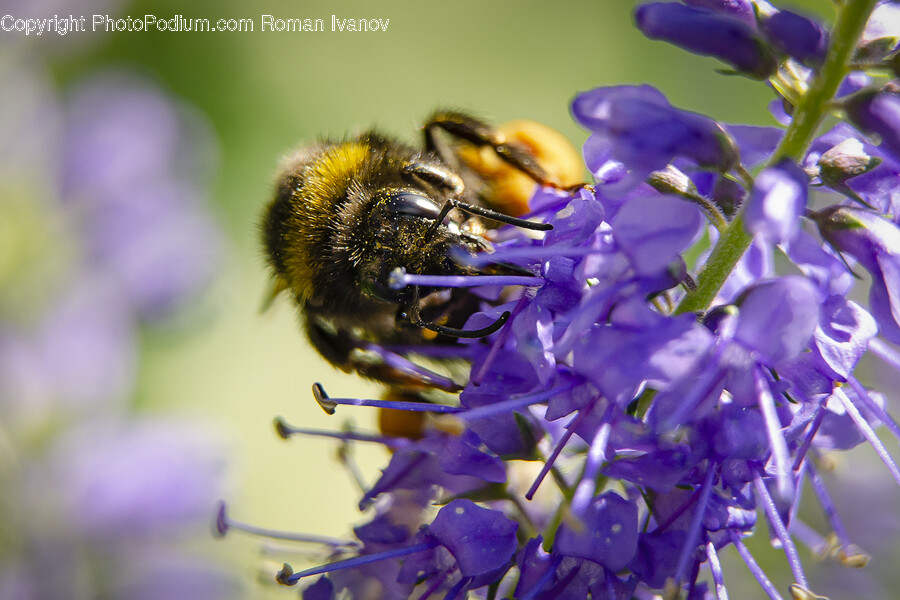Apidae, Insect, Animal, Invertebrate, Bee