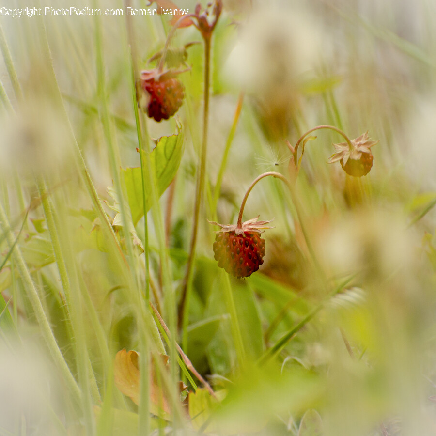 Plant, Raspberry, Fruit, Food, Grass