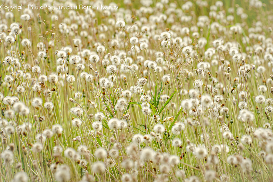 Plant, Flower, Blossom, Daisy, Daisies