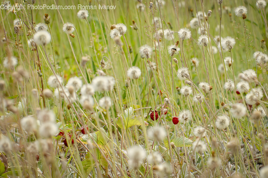 Grass, Plant, Flower, Blossom, Dandelion