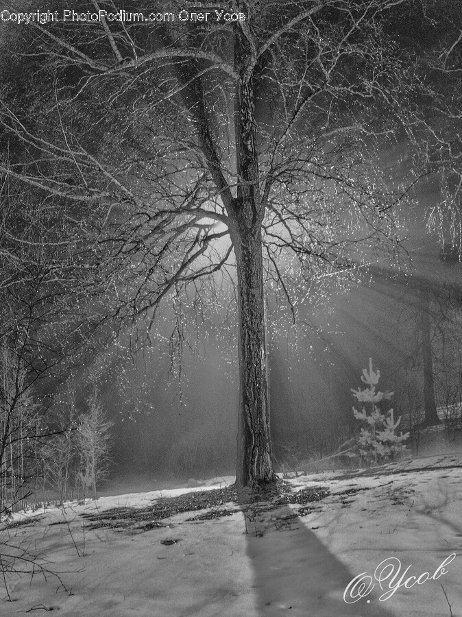 Nature, Outdoors, Vegetation, Plant, Snow