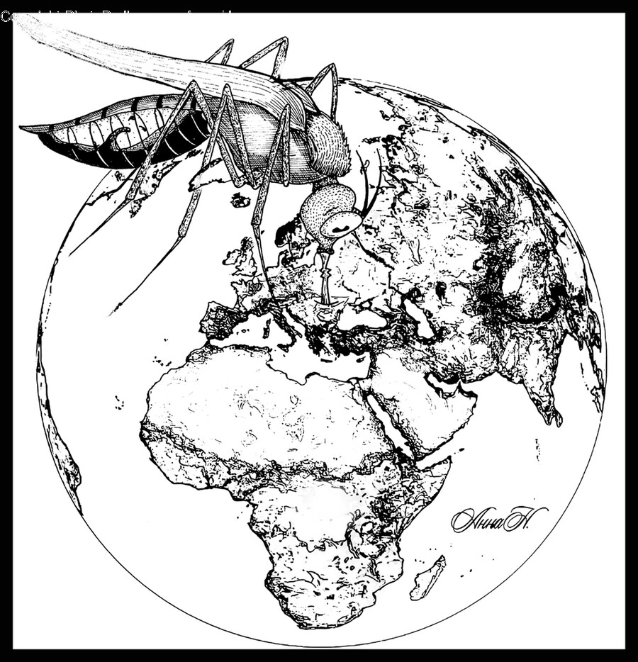 Plant, Wasp, Bee, Andrena, Hornet