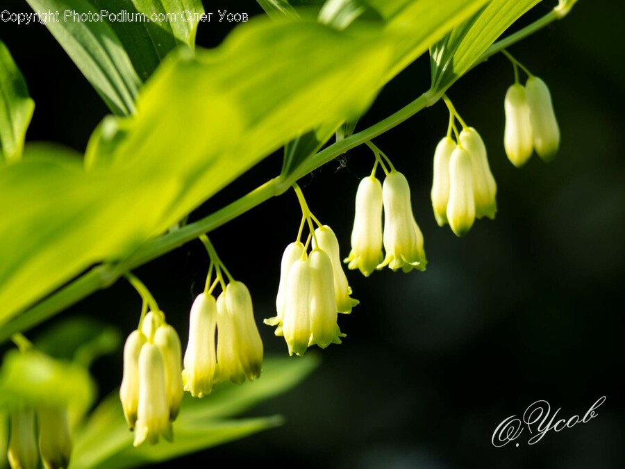 Amaryllidaceae, Plant, Flower, Blossom, Petal