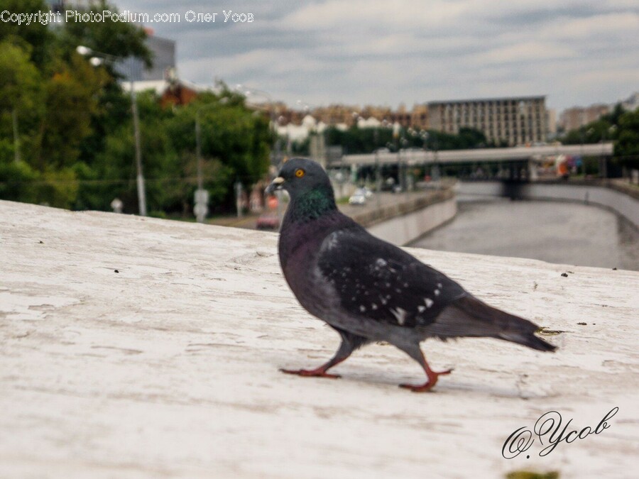 Bird, Animal, Pigeon, Dove