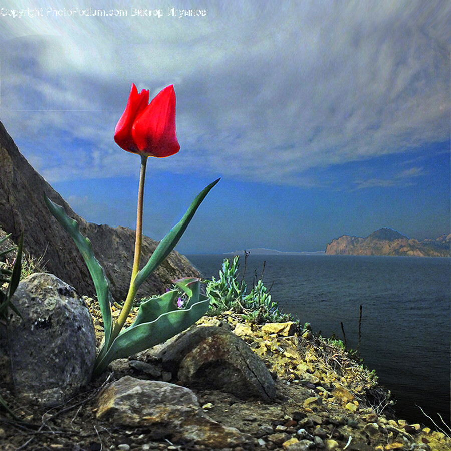 Plant, Flower, Blossom, Tulip, Poppy