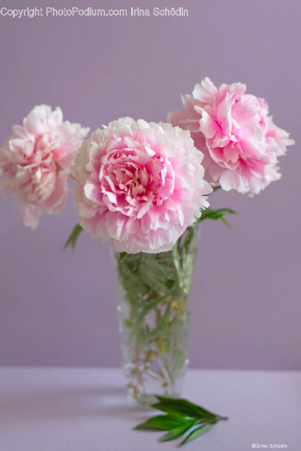 Plant, Flower, Blossom, Peony, Flower Bouquet