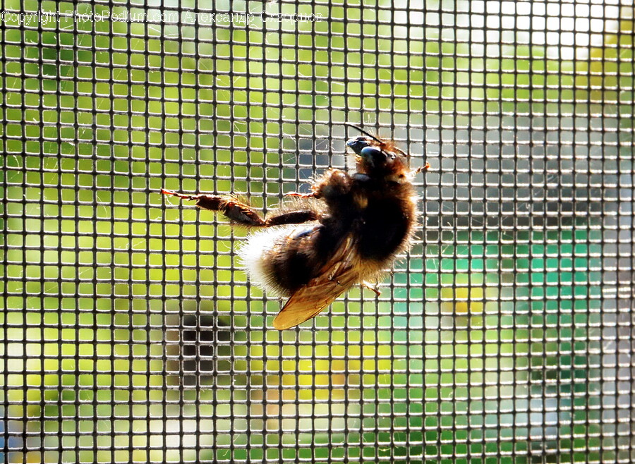 Apidae, Insect, Animal, Bee, Invertebrate