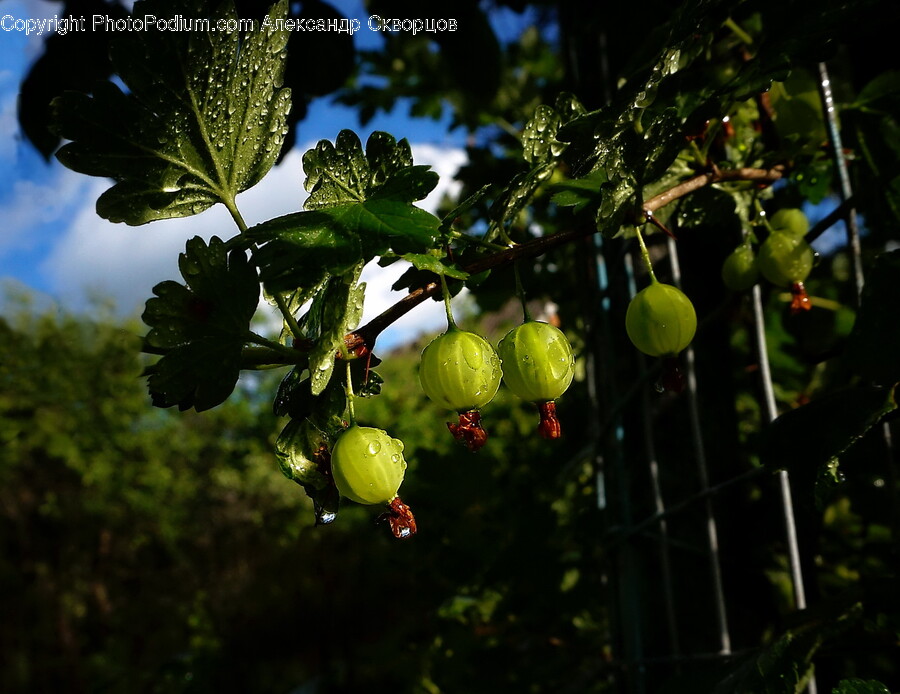 Plant, Leaf, Fruit, Food, Veins