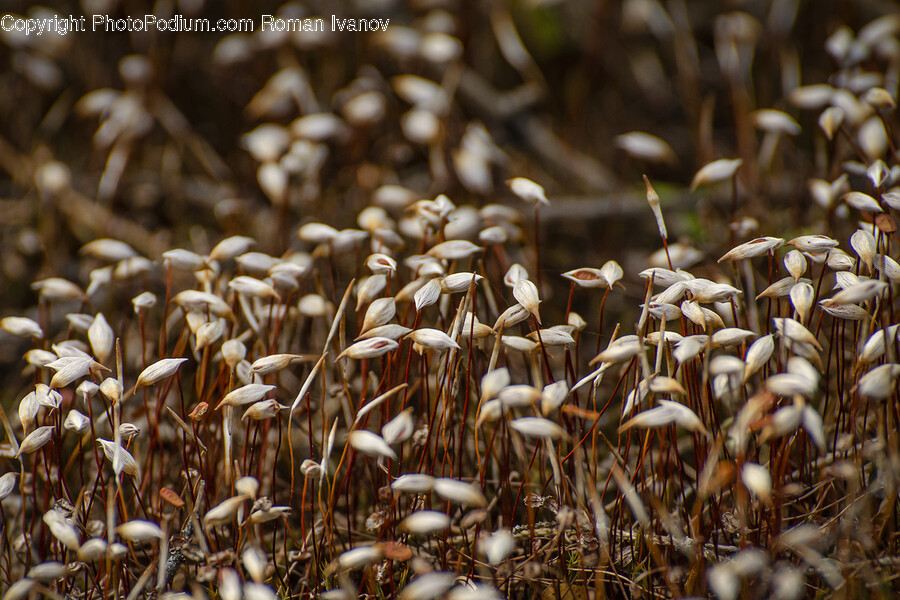 Plant, Grass, Grain, Produce, Food