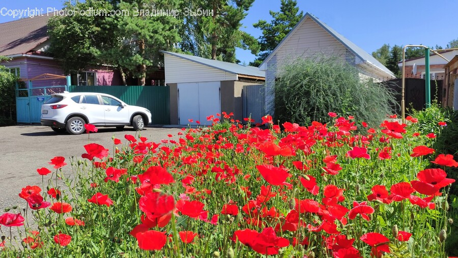 Plant, Car, Transportation, Vehicle, Automobile
