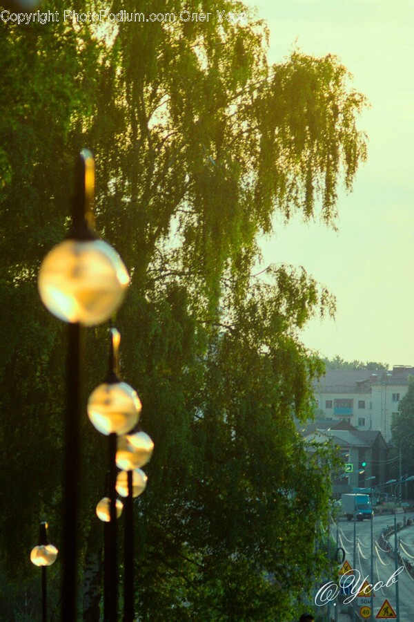 Sphere, Tree, Plant, Urban, Home Decor
