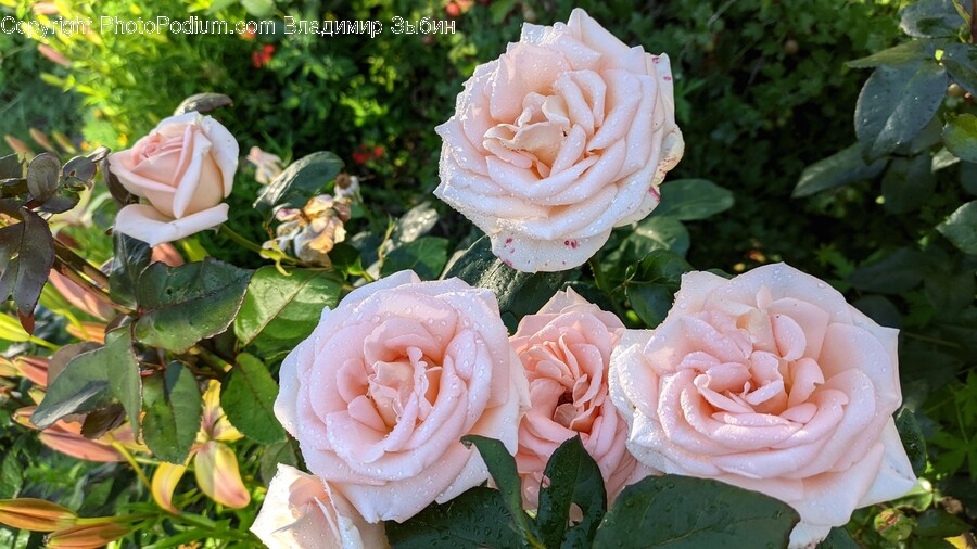 Rose, Plant, Flower, Blossom, Petal