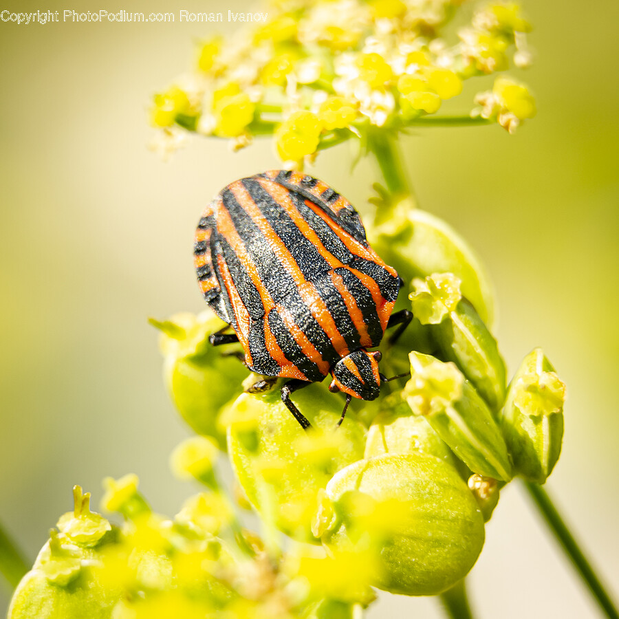 Plant, Honey Bee, Bee, Animal, Invertebrate