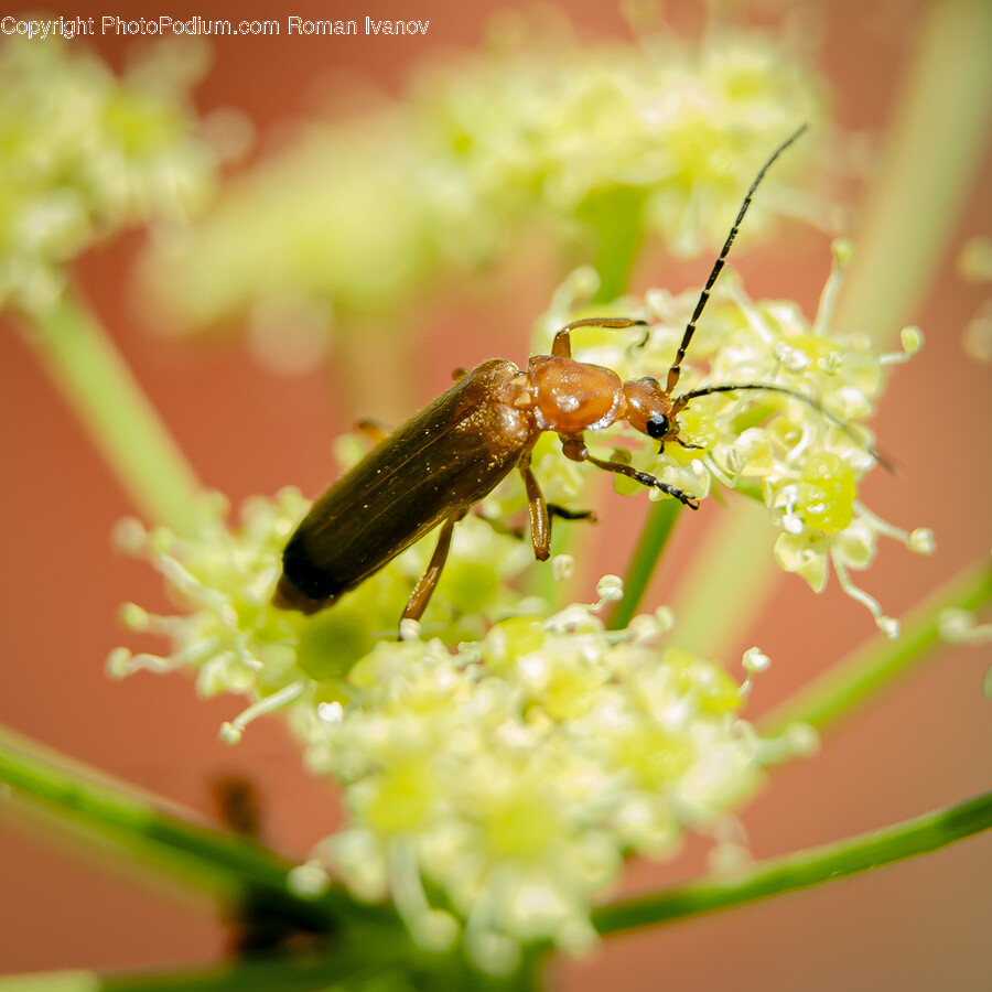 Pollen, Plant, Insect, Animal, Invertebrate