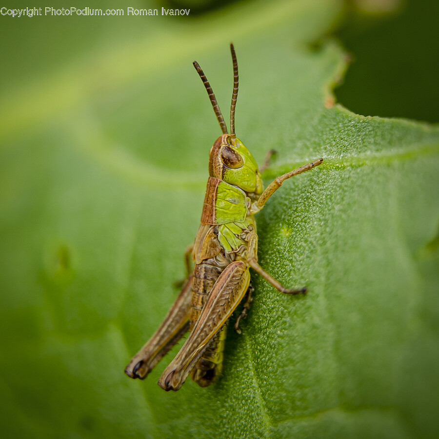 Cricket Insect, Insect, Invertebrate, Animal, Grasshopper