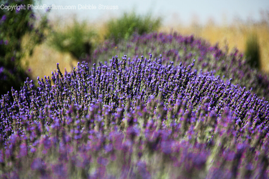 Plant, Lavender, Flower, Blossom