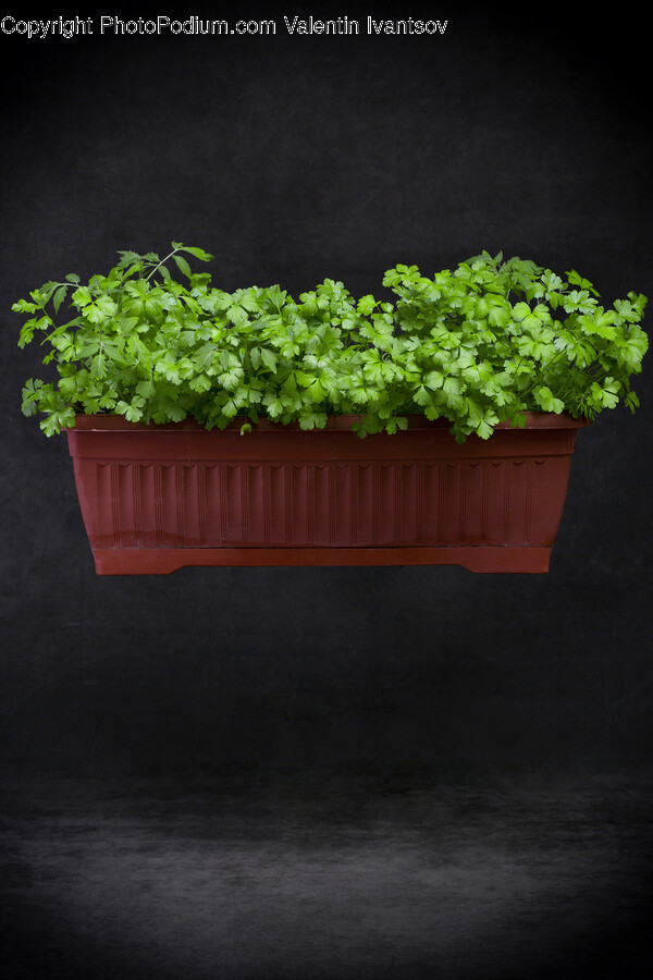 Potted Plant, Vase, Jar, Plant, Pottery