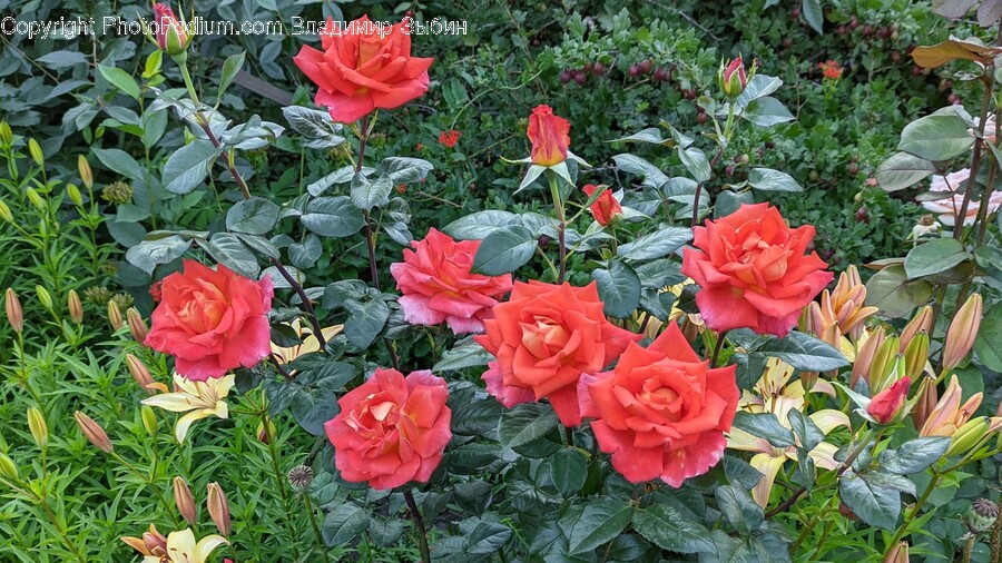Rose, Plant, Flower, Blossom, Geranium