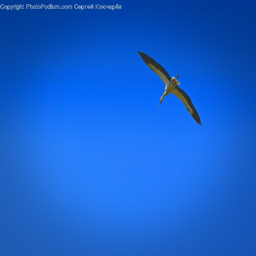 Flying, Bird, Animal, Adventure, Leisure Activities