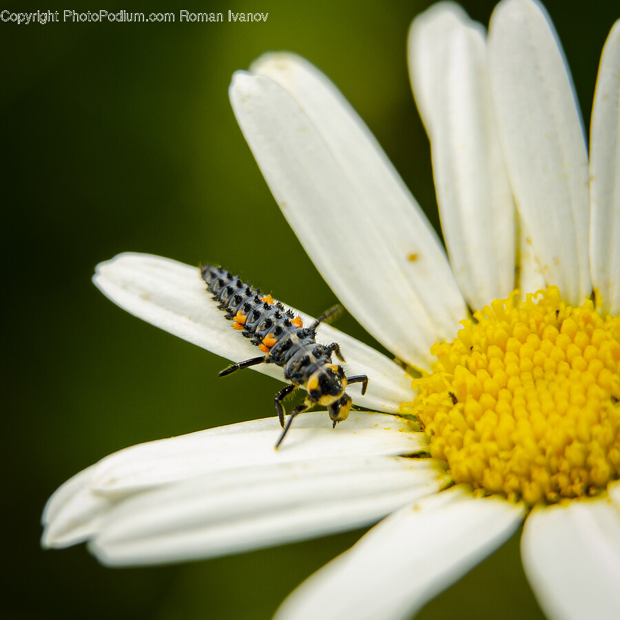 Plant, Pollen, Daisy, Daisies, Flower